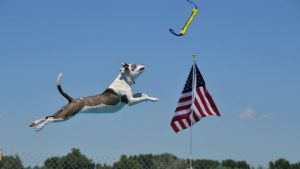 Montana K9 Aquatics — Sports Club in Billings, Oklahoma