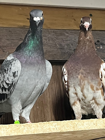Carolina Low Country Racing Pigeon Club — Sports Club in Loris, South Carolina