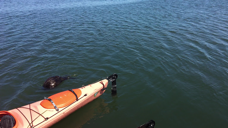 Kayak Connection — Moss Landing, California (3)