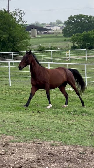4Hearts Ranch & Horse Boarding — Fort Worth, Texas (3)