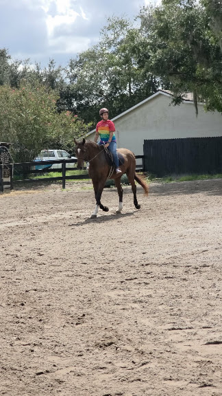 AAA Equestrian — Orlando, Florida (2)