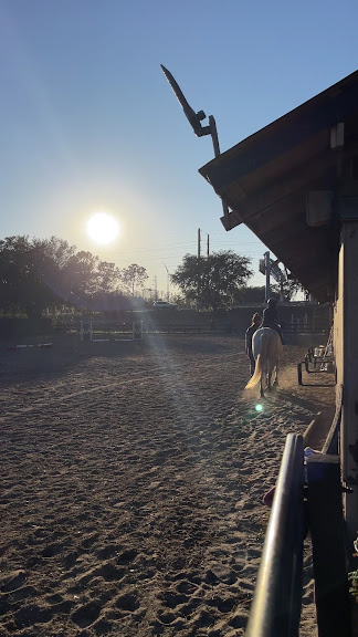 AAA Equestrian — Orlando, Florida (3)