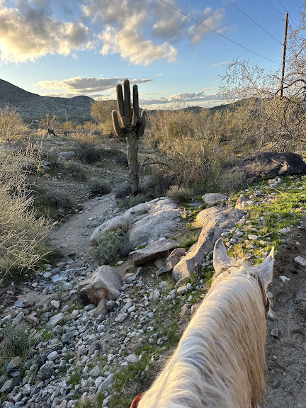 Arizona Horse