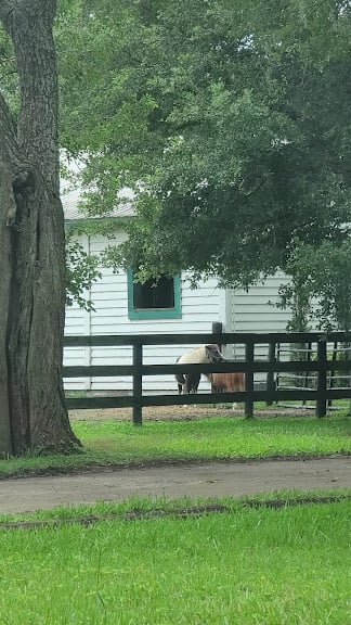 Avalon Stables — Lutz, Florida (3)