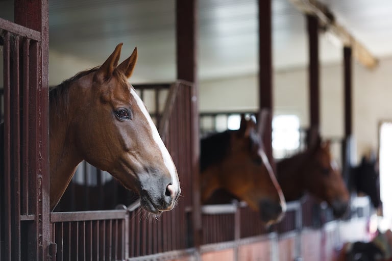B & B Stables
