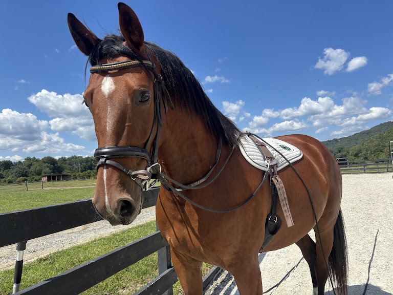 Bent River Equestrian — Pisgah Forest, North Carolina (2)