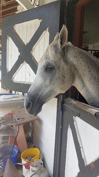 Big River Barn Rescue Inc. — Syosset, New York (3)
