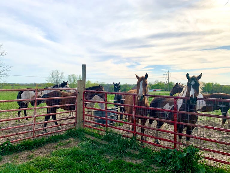 Black Diamond Ranch — Equestrian venue in Missouri