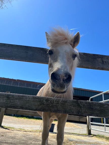 Blazing Saddles Equestrian Center — Equestrian venue in Massachusetts