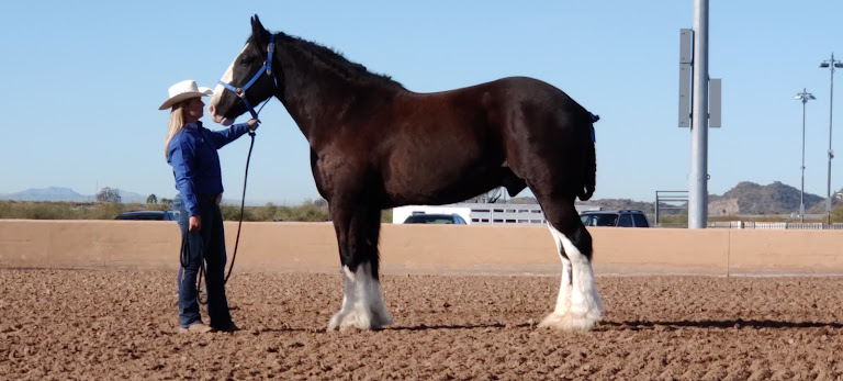 Cadence Horsemanship