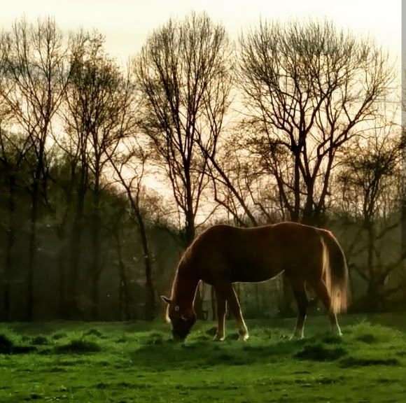 Cherry Wood Stables Inc