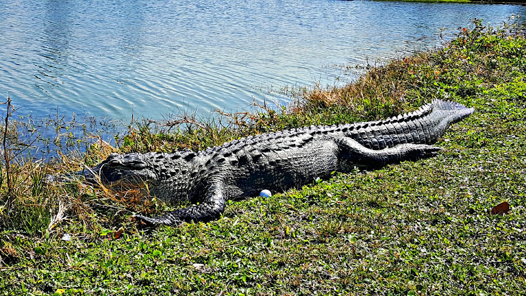 Cocoa Beach Country Club
