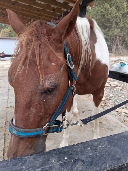 Creekside Riding Academy & Stables — Columbia, Tennessee (2)