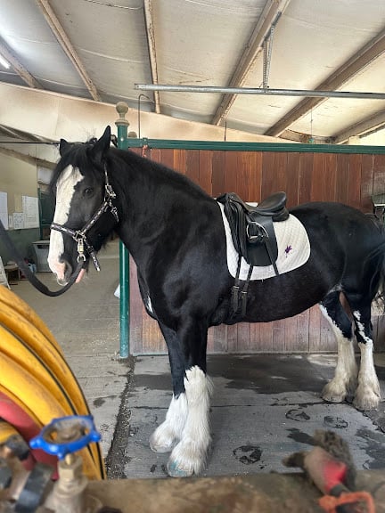 Denver Equestrians Riding School — Littleton, Colorado (2)