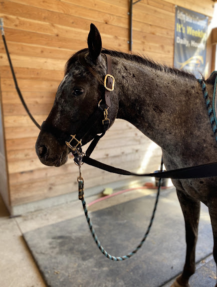 Emerson Equestrian