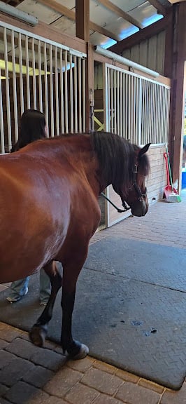 Escape with horses — Winter Garden, Florida (3)