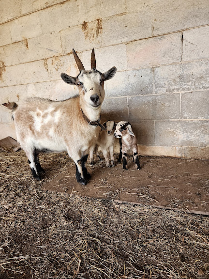 Foundation Farms Atlanta llc — Ellenwood, Georgia (2)