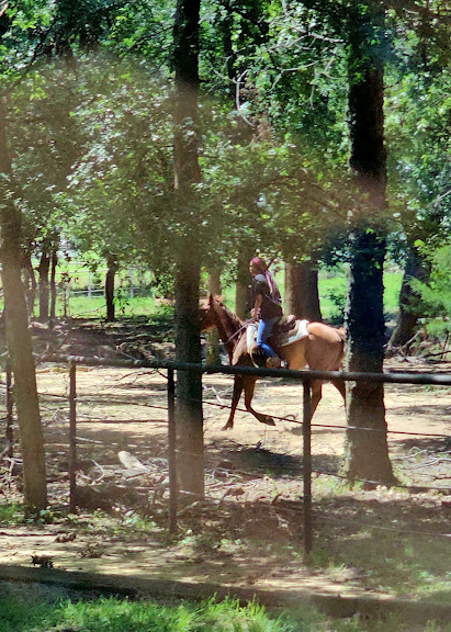 Four Fillies Farm — Pilot Point, Texas (2)