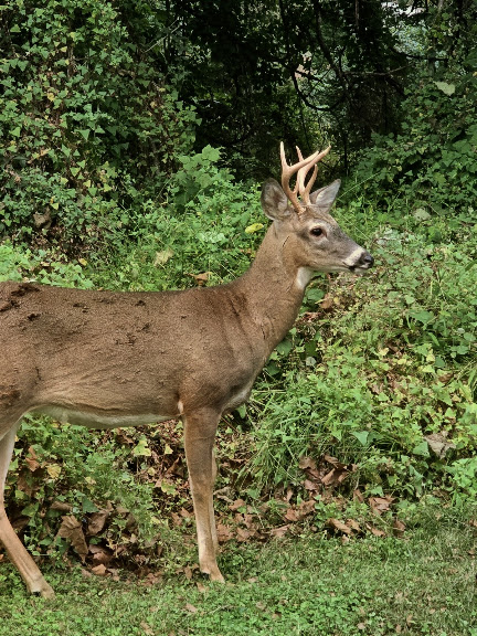 Fox Hollow Golf Course — Timonium, Maryland (2)