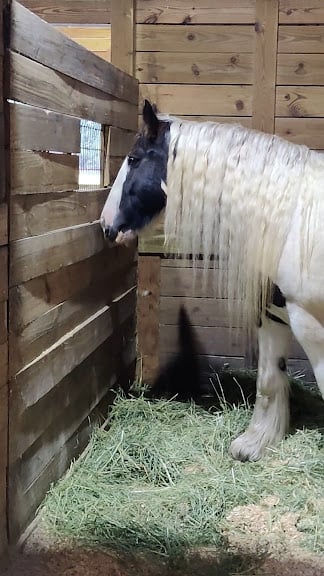 Freedom Ride Inc — Orlando, Florida (3)