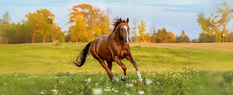 Golden Gait Riding Stables