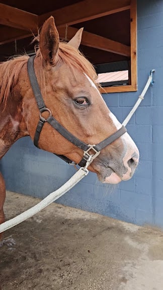 Golden Reintree Stables — Orlando, Florida (3)