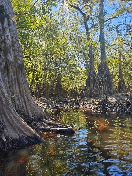 Great Escapes Kayaking Tours — North Myrtle Beach, South Carolina (2)