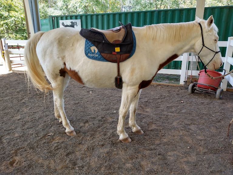 HALTER — Spartanburg, South Carolina (2)