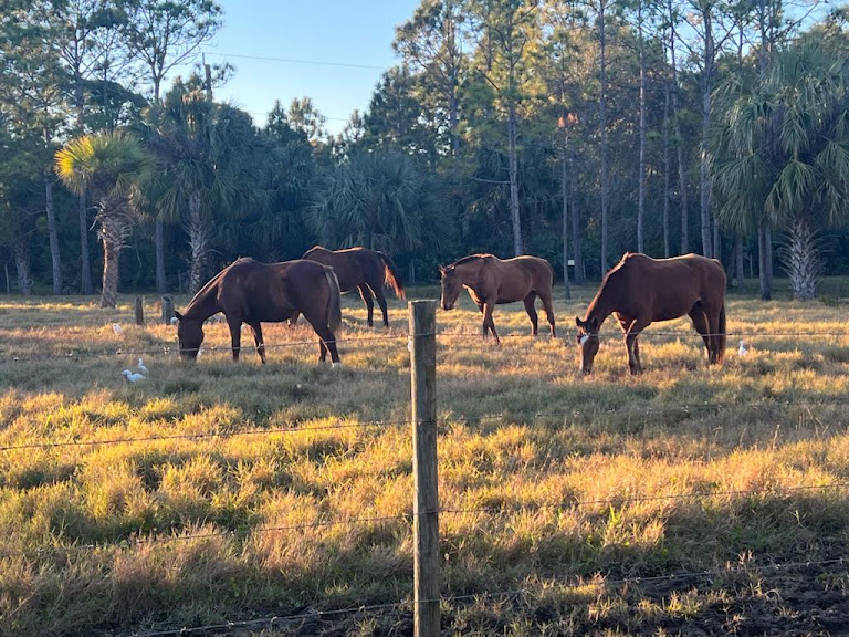 Happiness Horse Farm and Will's Way Animal Sanctuary — Palm Bay, Florida (2)