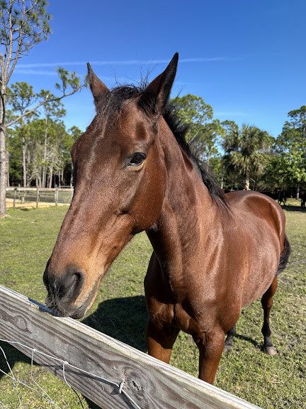 Happiness Horse Farm and Will’s Way Animal Sanctuary — Palm Bay