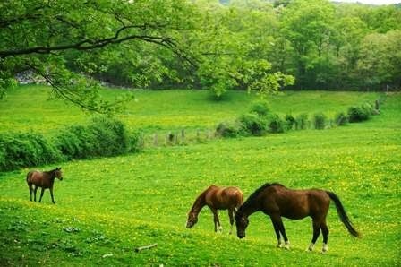 Harmony Hill Farm — Equestrian venue in Massachusetts