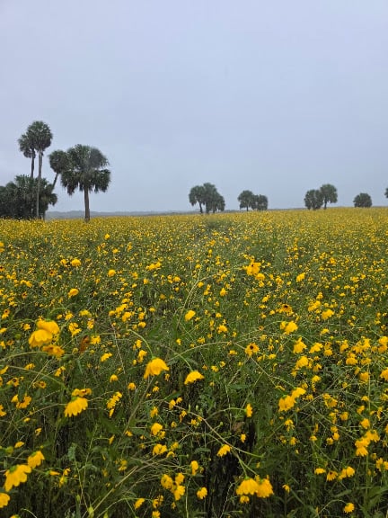 Hidden Palms Ranch — Sanford, Florida (2)