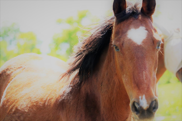 Hillside Equestrian Meadows — Wolcott, Connecticut (2)