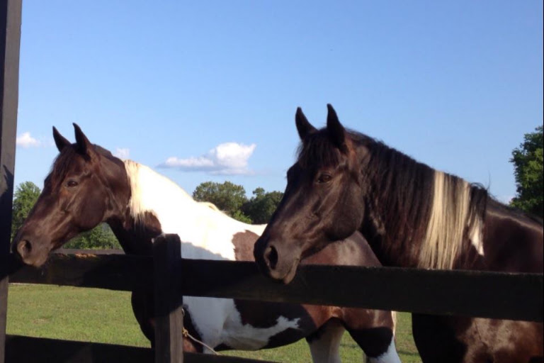 Iron Gait Horse Farm