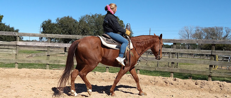 J & J Performance Horses