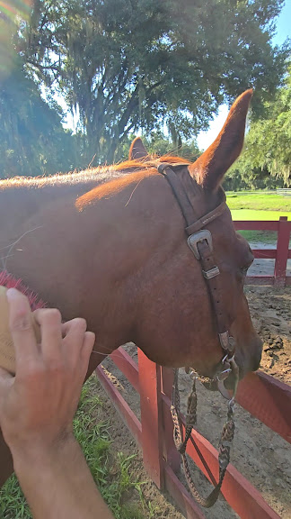 Lazy H Ranch Trail Rides — Kissimmee, Florida (3)