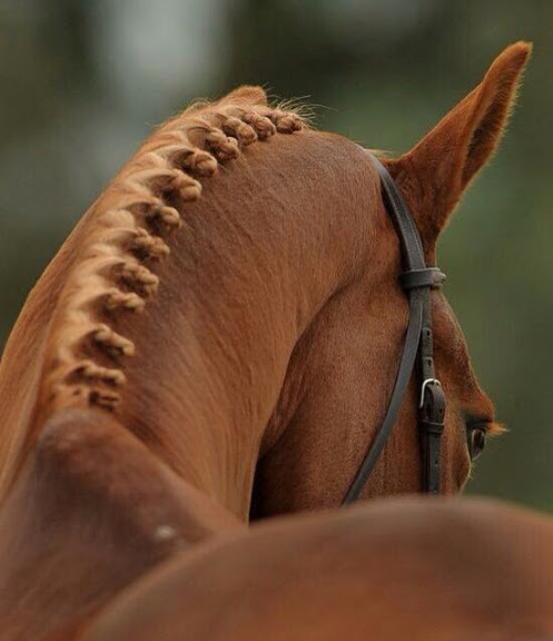 Lincourt Stables