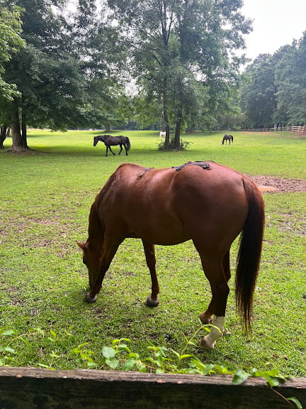 Little Creek Horse Farm and Park