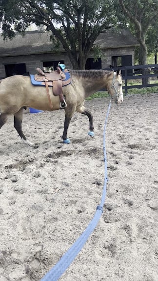 LJ's Horse Lessons — Orlando, Florida (2)