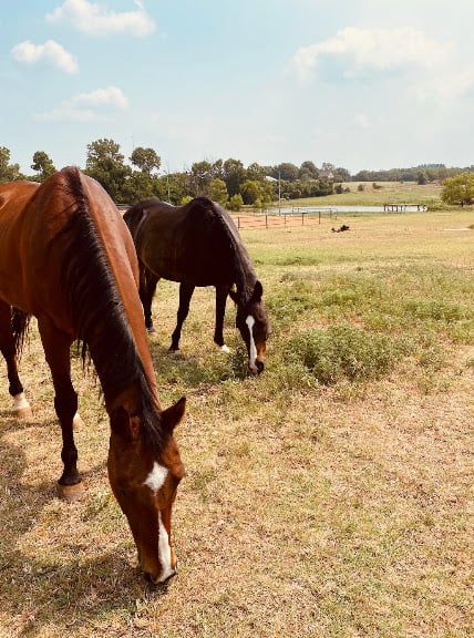 Lobos Horse Ranch & Stables — Mansfield, Texas (2)