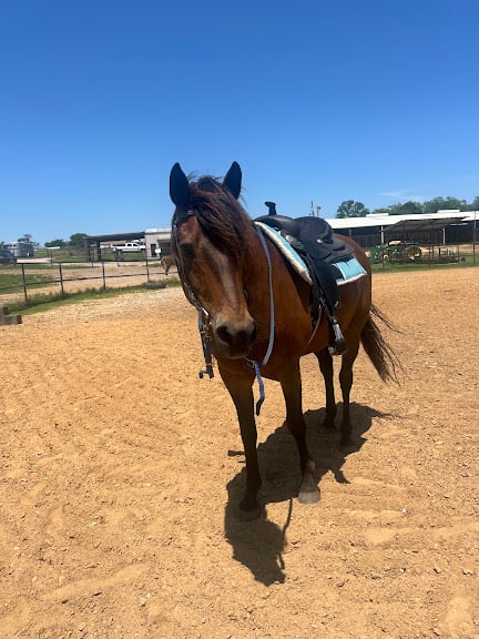 Lobos Horse Ranch & Stables