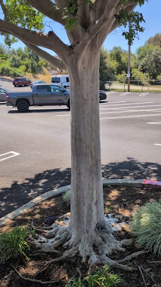 Los Gatos Swim and Racquet Club — Los Gatos, California (3)