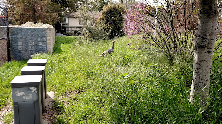 Los Lagos Golf Course Maintenance — Sports Club in San Jose, California