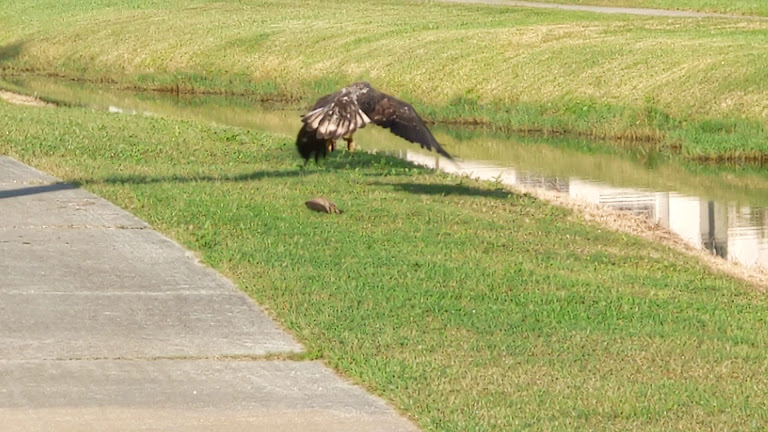 Mallards Landing Golf Course — Melbourne, Florida (3)