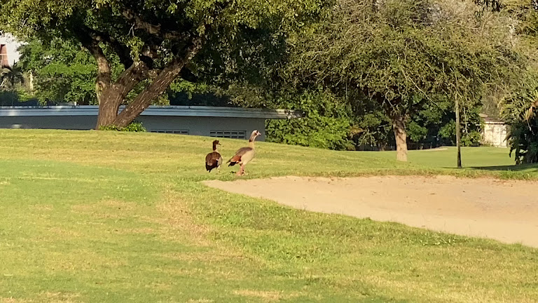 Miami Springs Golf & Country Club — Miami Springs, Florida (2)