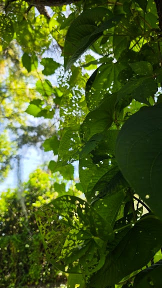 Minnehaha Park — Maitland, Florida (2)