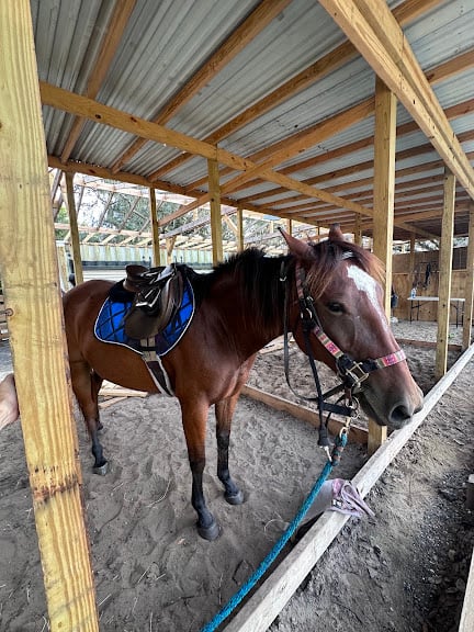Misty Meadows Equestrian — Orlando, Florida (2)