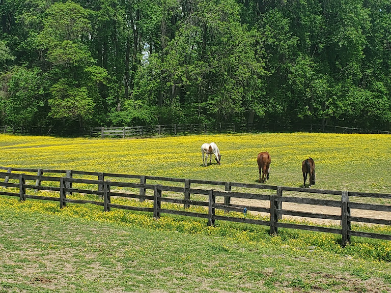 Morningside Stables at Columbia Horse Center — Laurel, Maryland (2)