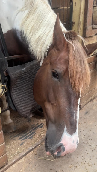 Morningside Stables at Columbia Horse Center — Laurel, Maryland (3)