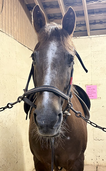North Texas Equestrian Center – Riding Lessons & Horse Boarding near Dallas, TX